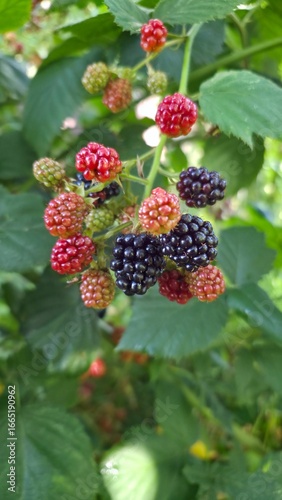 blackberries and raspberries