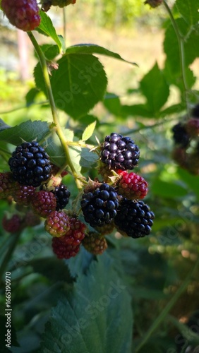 blackberry on the bush