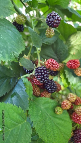 blackberry on the bush