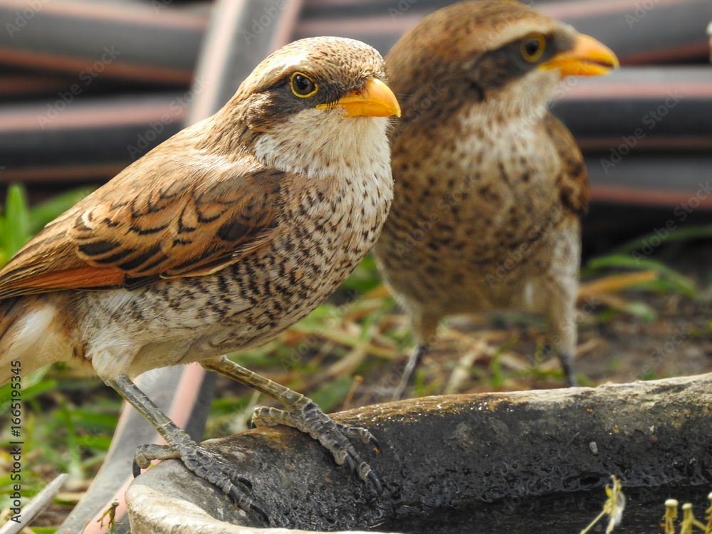 Obraz premium Two Thirsty Yellow-billed Shrikes