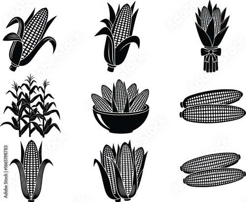 Collection of detailed corn cob silhouettes representing harvest autumn and agricultural food production