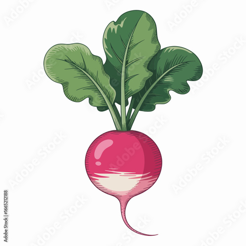 radish isolated on white