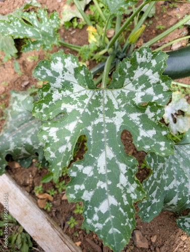 Zucchini with mushrooms on the leaves