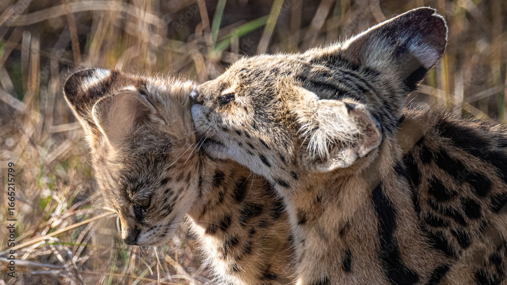 Obraz premium Great Migration in der Masai Mara