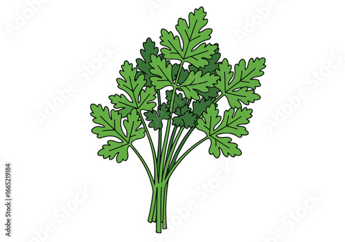 Cilantro bunch illustration on white backdrop. Used for ingredient or nutrition info