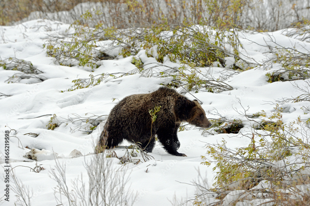 Obraz premium Bear in the snow