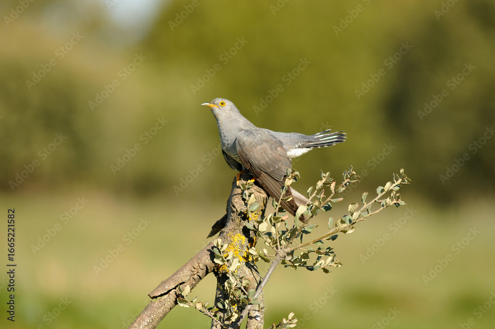 Fototapeta premium cuco en primavera en el campo