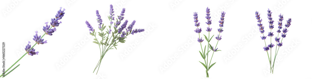 Elegant lavender bouquets showcase the beauty of the natural floral blooms on black.