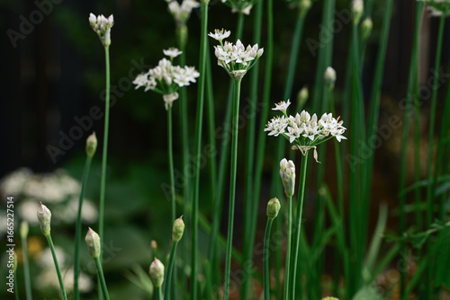 Fototapeta Naklejka Na Ścianę i Meble -  white onion flowers in bloom on long green stems in garden