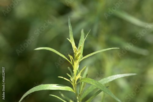 Foliage of Tarragon, Artemisia dracunculus