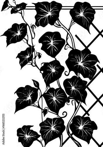 Elegant Morning Glory Vine Silhouette"