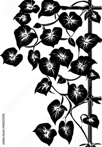 Elegant Morning Glory Vine Silhouette"