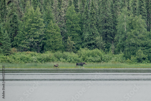 Mother Moose with Calf, Collection