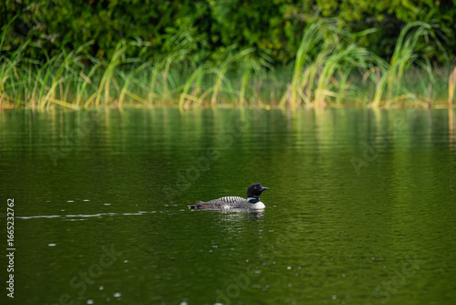 Loons in the wild, with their baby chick in the reeds