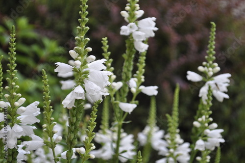 White Flowers of Calluna vulgaris in the Garden