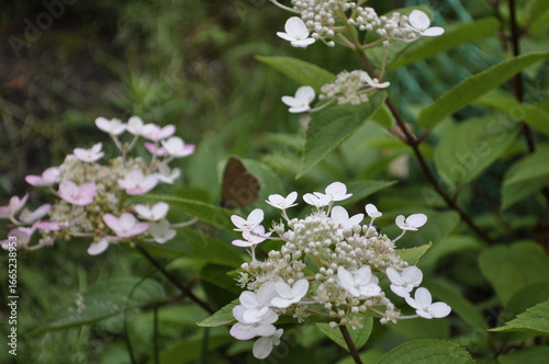 Hydrangea macrophylla in the garden. White flowers. Butterfly
