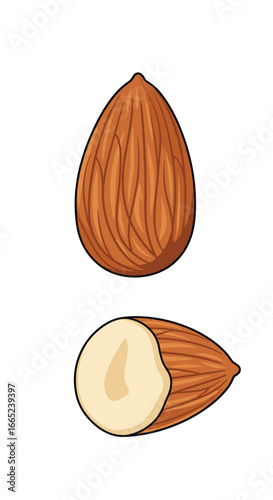 Two delicious almonds one whole and one halved with rich brown outer shell and creamy white interior illustrating healthy snack options