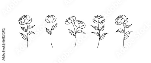Delicate floral line art showcasing various stages of blooming peonies on a clean white background