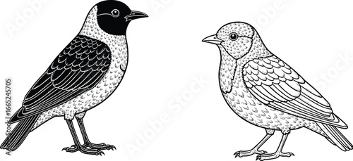 Two birds standing side by side one with a black head and one with detailed feathers drawn in black ink