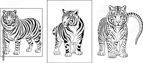 Three tiger illustrations with varying poses and tail positions in black and white outline style