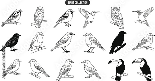 A collection of various bird species depicted in black and white line drawings on white background