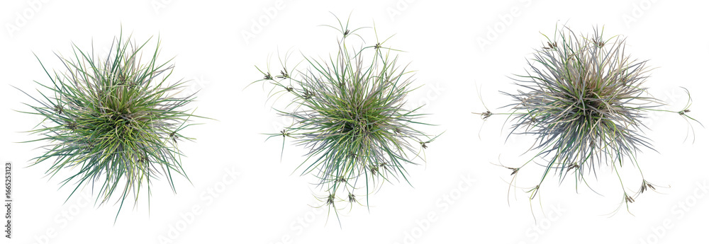 Obraz premium Cyperus ustulatus Tree plan top view cutout isolate on white background