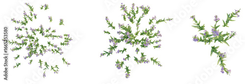 Mimulus gracilis Tree plan top view 4k isolate