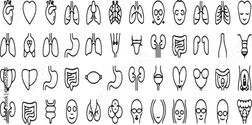 Anatomy & Internal Organs Outline Icon Collection – 40 Linear Medical Symbols vector illustration