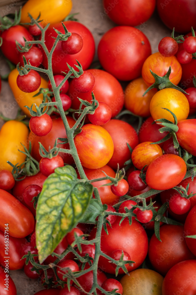 custom made wallpaper toronto digitalVielfältige Tomatenernte aus dem Sommergarten – bunte Cocktail-, Cherry- und Rispentomaten frisch geerntet