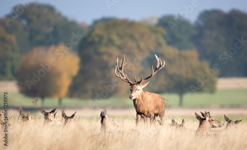 Photography Majestic red deer stag with large antlers with a group of hinds in a meadow duri