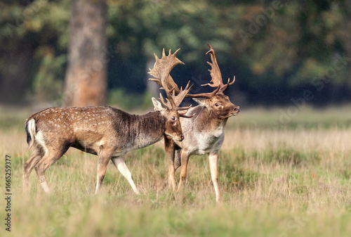 Photos Two fallow deer stags with large antlers standing close together in a grassy mea