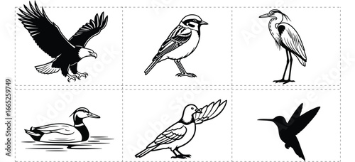 A collection of six different bird species depicted in black and white line drawings on white background