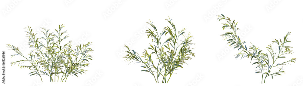 Fototapeta premium Potamogeton ochreatus Tree cutout transparent background