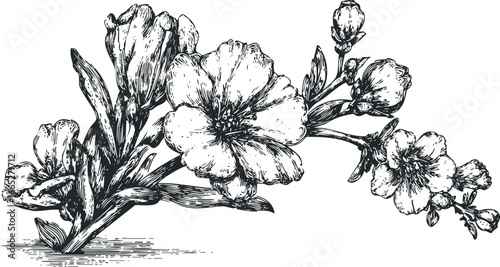 Vintage style woodcut botanical drawing of blooming flowers and buds