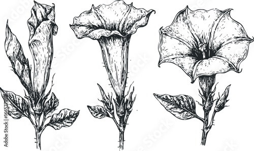 Three detailed ink drawings of trumpet-shaped flowers and leaves