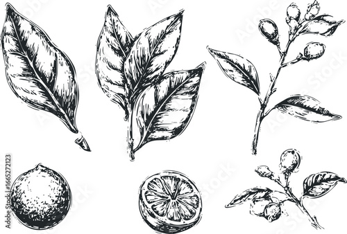 Vintage botanical sketch of citrus fruit and leaves