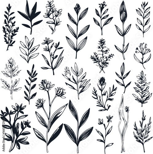 Herbal botanical vector set, hand drawn line art, bold and smooth strokes, plants used for teas, oils, and natural remedies, minimalistic design 2