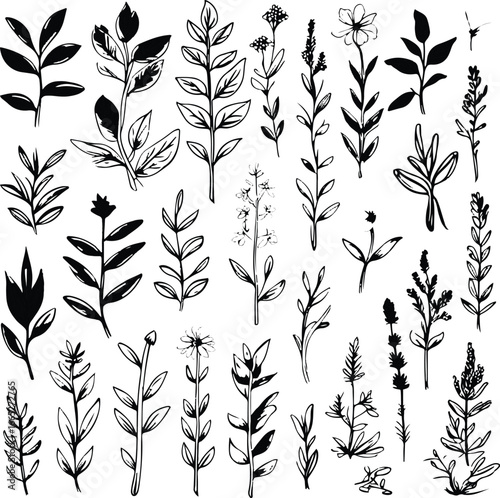 Herbal botanical vector set, hand drawn line art, bold and smooth strokes, plants used for teas, oils, and natural remedies, minimalistic design