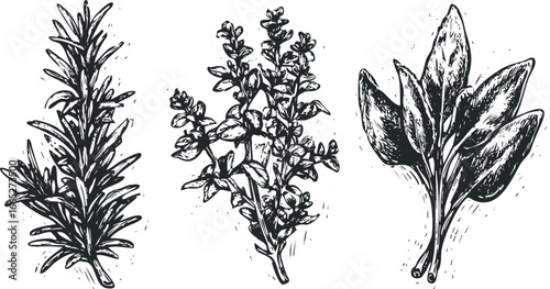 Woodcut Style Botanical Sprigs of Rosemary, Thyme, and Sage Isolated