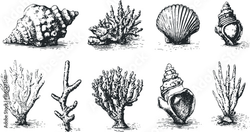 Collection of Diverse Seashells and Coral Fragments in Sketch Style