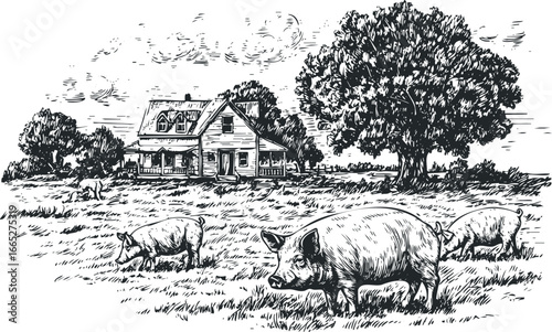 Black and white sketch of pigs grazing in a grassy field near a farmhouse