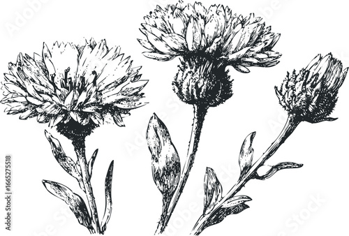 Ink drawing of three detailed botanical plant stems with blooming flowers and leaves on white background