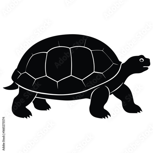 Black turtle walking on white background reptile animal