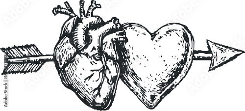 Anatomical Heart pierced by arrow symbol of love and passion
