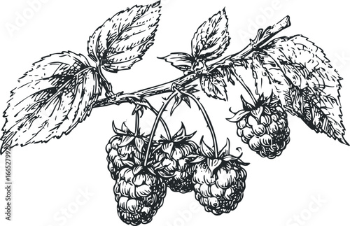 Hand drawn sketch of ripe raspberries hanging on a leafy branch