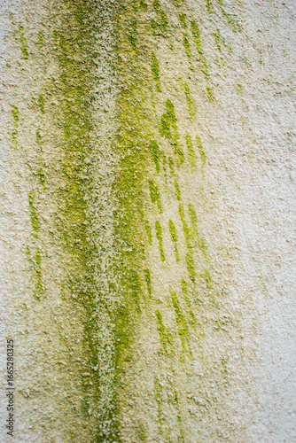 Imagen vertical de una pared color blanca con moho 