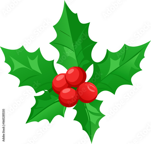 Holly leaves with red berries vector illustration isolated on white background isolated on transparent background