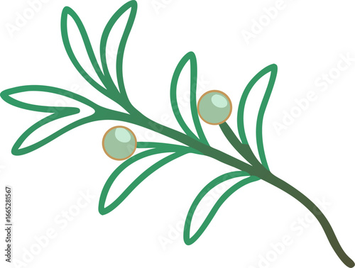 A festive mistletoe branch with leaves and berries isolated on white background isolated on transparent background