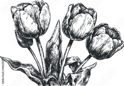 Detailed Ink Drawing of Four Tulips with Stems and Leaves
