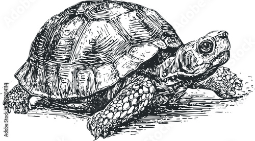 Detailed Line Drawing of a Tortoise on a White Background